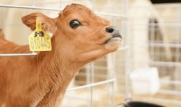 认养一头牛最新爆料,揭秘幕后故事与品牌发展新动向